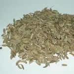 planta medicinal hinojo