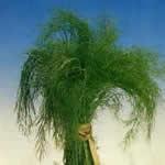 planta medicinal hinojo