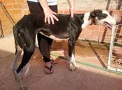 Galga rescatada cuello practicamente .... Badajoz