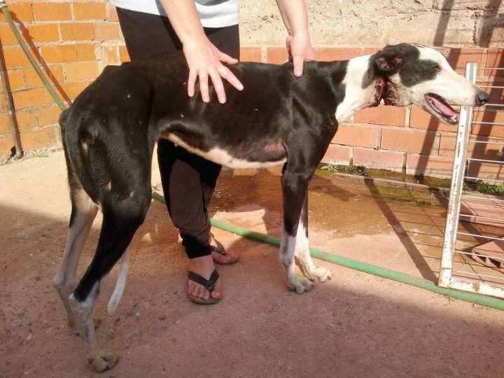 Galga rescatada con el cuello practicamente en dos .... Badajoz