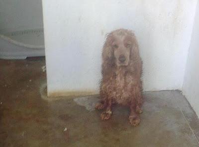 Timón (peludin) y Pumba (cocker), dos inseparables amigos, compañeros hasta en el abandono, están en la perrera. (Toledo)