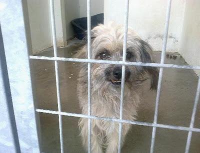 Timón (peludin) y Pumba (cocker), dos inseparables amigos, compañeros hasta en el abandono, están en la perrera. (Toledo)