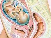 pasa semana embarazo