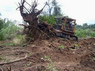 Cambio climático: deforestación.