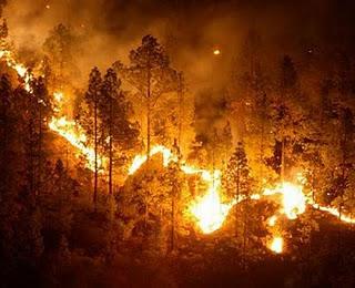 Cambio climático: Incendio de bosques.