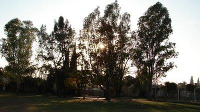 Un día será una plaza Los árboles plantados por Sandra.