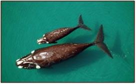 ¡Adopta una ballena!