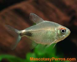 peces Tetra Diamante 