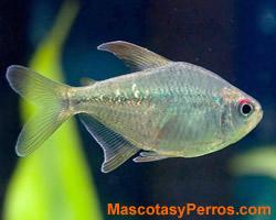 peces Tetra Diamante 