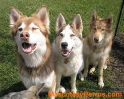 fotos perros American Indian