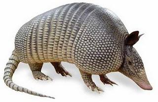 Hombre supuestamente golpea a una mujer con un armadillo congelado