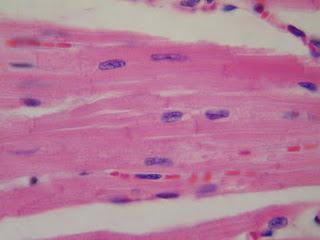 ¿Reemplazamos nuestras células cada 7 o 10 años?