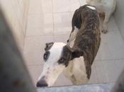 semana para librarla caer manos galguero empieza cuenta atrás tic-tac-tic-tac