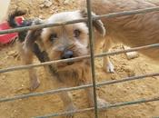 Sacrificio INMINENTE Yorkshire pequeños, Perrera, buscan adoptantes acogidas para salvarlos URGENTEMENTE!!