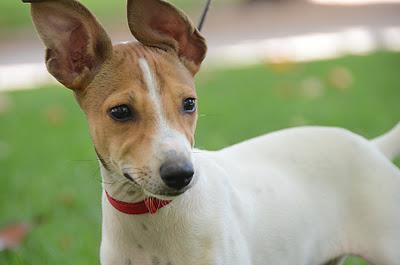 Pancho, cruce de bodeguero en adopción. El Arca de Noé de Córdoba.