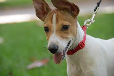 Pancho, cruce de bodeguero en adopción. El Arca de Noé de Córdoba.