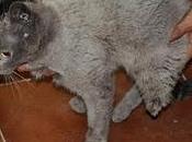 triste historia "omali" acogida urgente!!!