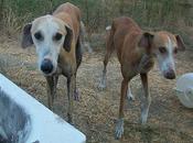 Galgos malas condiciones. (Málaga). ACOGIDOS!!