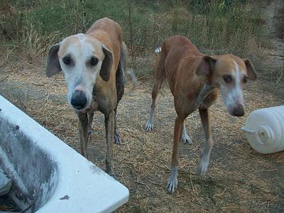 Galgos en muy malas condiciones. (Málaga). ACOGIDOS!!