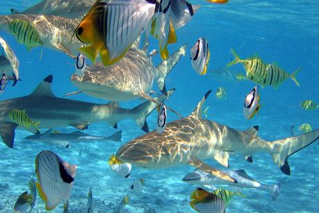 Tu Luna de Miel a medida 2023 polinesia submarinismo 900x600 1