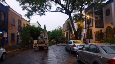Fuertes lluvias derriban gran árbol en la calle Arista