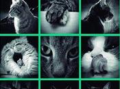especialista mascotas Miren Azurmendi explora psicología gatos «Conecta gato»