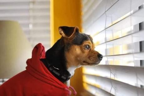 - Mascotas y tus Cortinas.