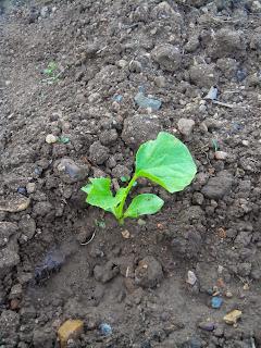 Los melones se han cultivado y tratado con cobre Los melones se han cultivado y tratado con cobre