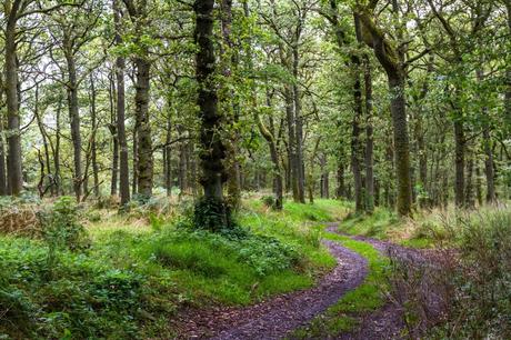 El programa de salud medioambiental de WellWo para crear conciencia de cómo cuidar el planeta El programa de salud medioambiental de WellWo para crear conciencia de cómo cuidar el planeta