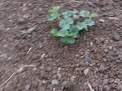 Melones, cuidados secano