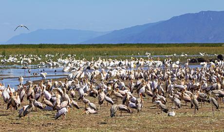 Qué ver en Tanzania – 8 atracciones que vale la pena visitar Qué ver en Tanzania - 8 atracciones que vale la pena visitar