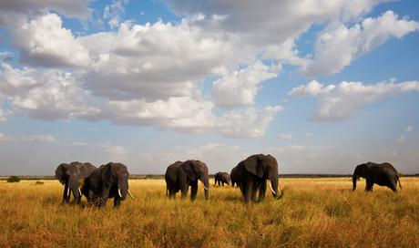 Qué ver en Tanzania – 8 atracciones que vale la pena visitar Qué ver en Tanzania - 8 atracciones que vale la pena visitar