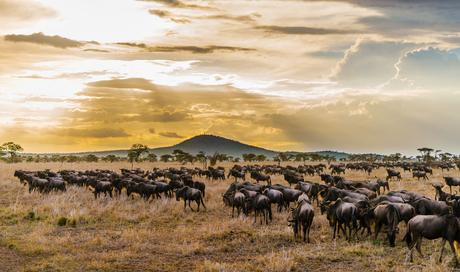 Qué ver en Tanzania – 8 atracciones que vale la pena visitar Qué ver en Tanzania - 8 atracciones que vale la pena visitar