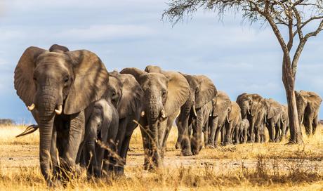 Qué ver en Tanzania – 8 atracciones que vale la pena visitar Qué ver en Tanzania - 8 atracciones que vale la pena visitar