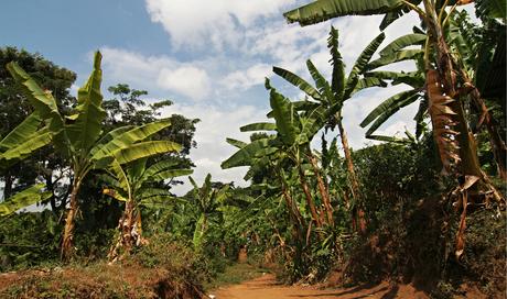 Monte Kilimanjaro: el más interesante del parque nacional Monte Kilimanjaro: el más interesante del parque nacional
