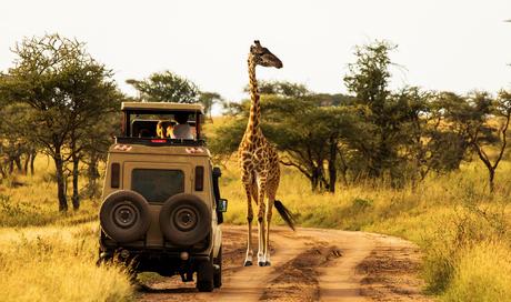 Monte Kilimanjaro: el más interesante del parque nacional Monte Kilimanjaro: el más interesante del parque nacional