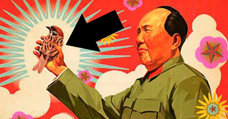 De los gorriones de Mao Tse Tung a los mosquitos de Xi Jinping