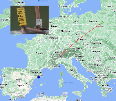 Gaviota reidora TMPN