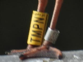 Gaviota reidora TMPN