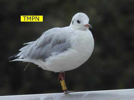 Gaviota reidora TMPN