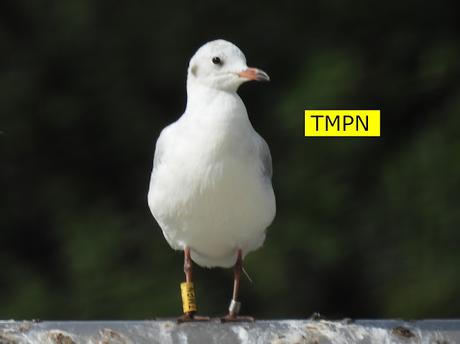 Gaviota reidora TMPN