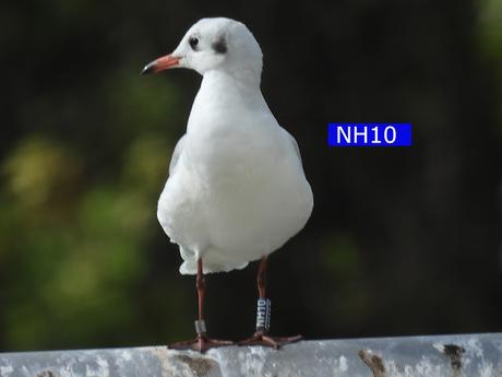 Gaviota reidora NH10