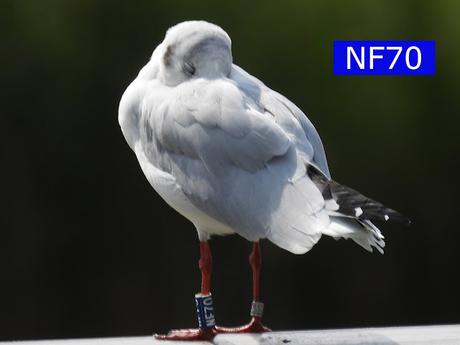 Reidoras NF70, NF81, anilladas en 2018