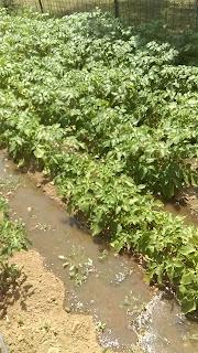 Patatas Carlitas, valoracion de 2022 Patatas Carlitas, valoracion de 2022