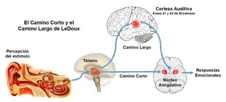 La amígdala, ese pequeño gigante emocional, puede relacionarse con la esquizofrenia y el autismo