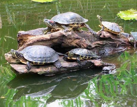 animales invasores más peligrosos de los ríos españoles