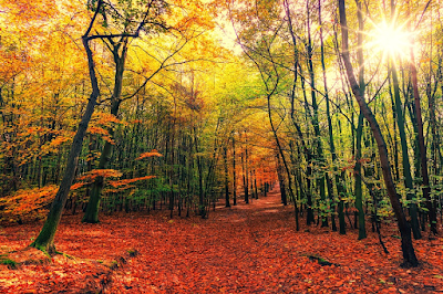 El otoño y durante el día son los mejores momentos para el estudio según la ciencia