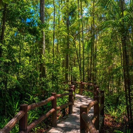 paseo-selva-cerca-de-krabi