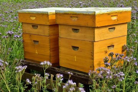 Ante el calor extremo, SATECMA aconseja cómo proteger las colmenas de abejas