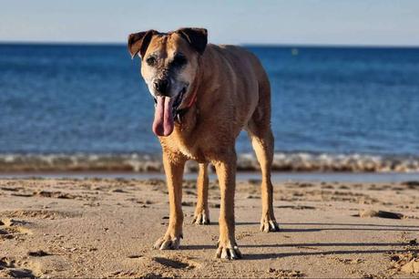 Guardería de día para el cuidado de los perros, con PERROBUENO Guardería de día para el cuidado de los perros, con PERROBUENO